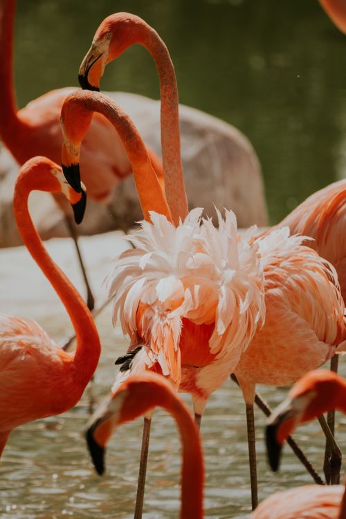 Free Capture of vibrant flamingos gracefully gathered in their natural habitat, showcasing vivid colors and wildlife charm. Stock Photo