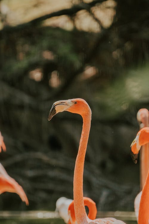 Foto profissional grátis de adulto, água, aguila