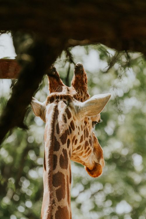 Free Artistic shot of a giraffe from behind, highlighting its distinct patterns, with soft natural lighting. Stock Photo