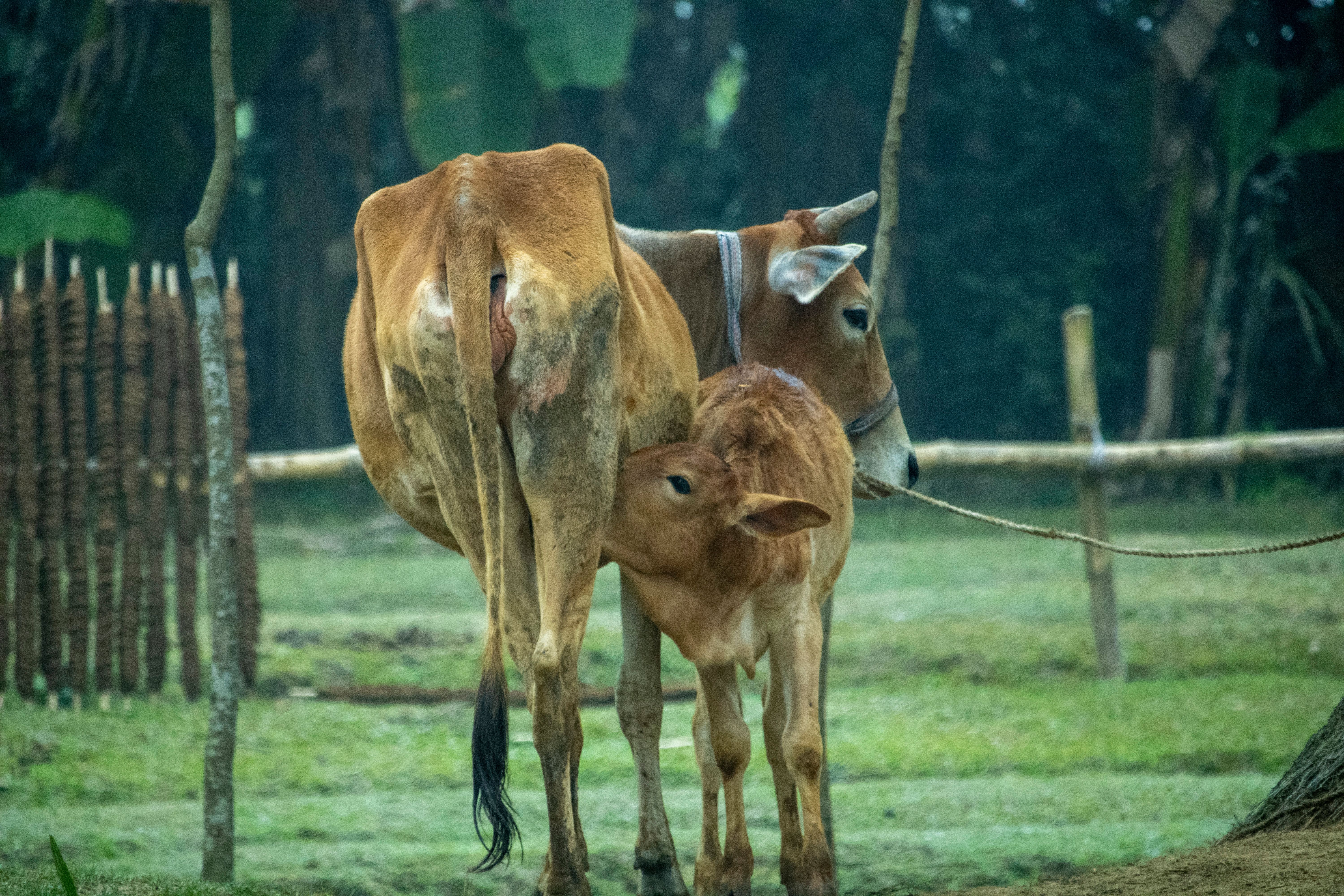 Mother Cow and Calf in Rural Andhra Pradesh · Free Stock Photo