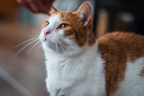 Foto profissional grátis de #interior, alimentando, animal