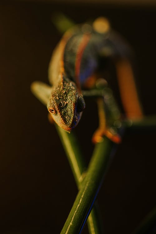 Fotobanka s bezplatnými fotkami na tému chameleón s bočnými pruhmi, fotografie zvierat žijúcich vo voľnej prírode, kmeň