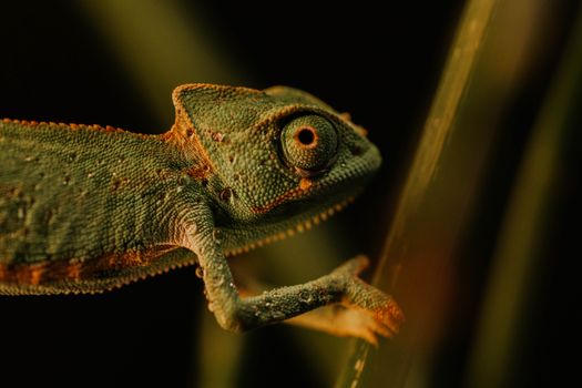 chameleon photo