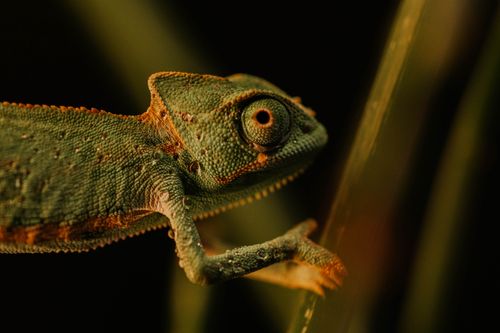 Free Close-up of a chameleon on a branch with textured skin in a natural setting. Stock Photo