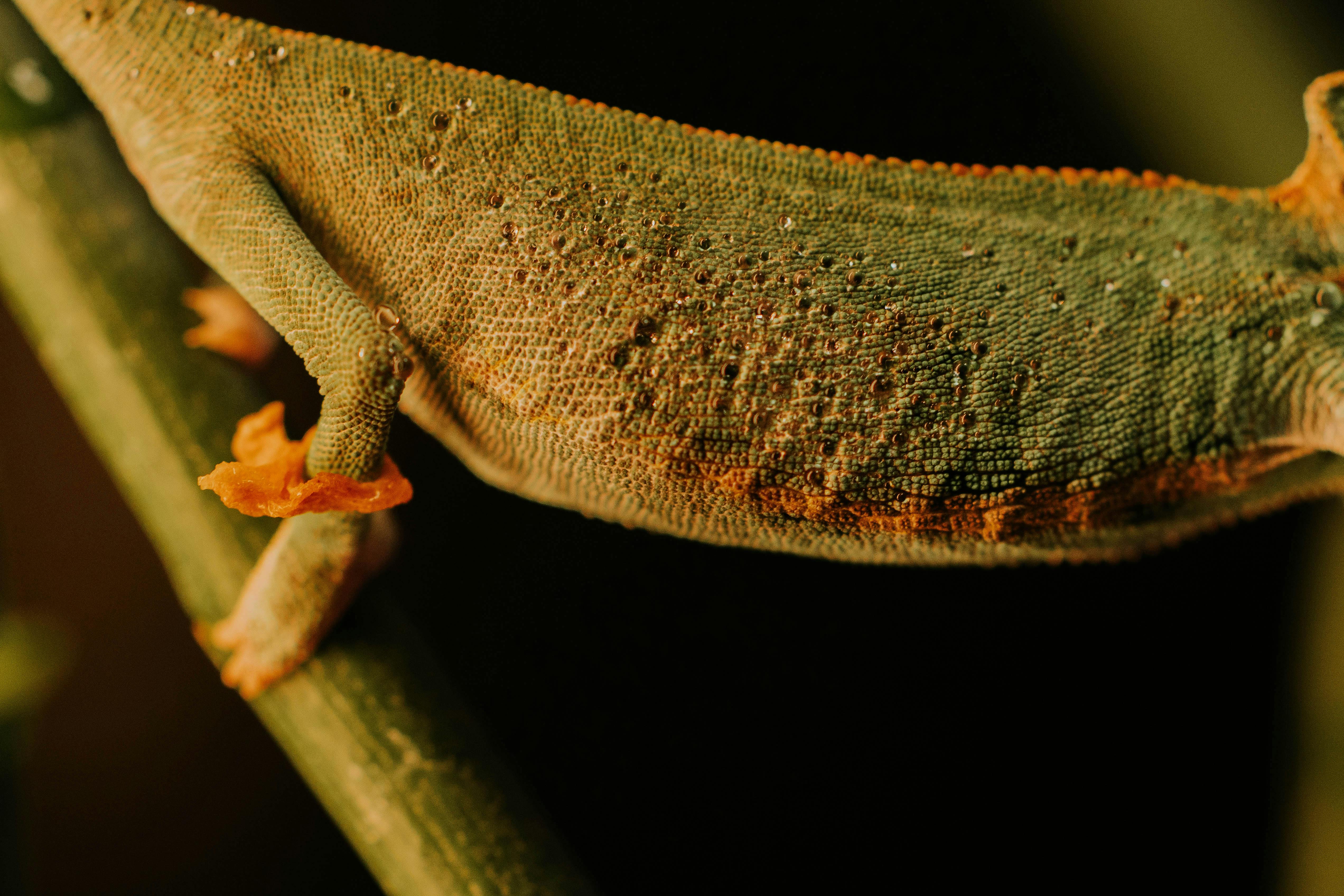 body of chameleon