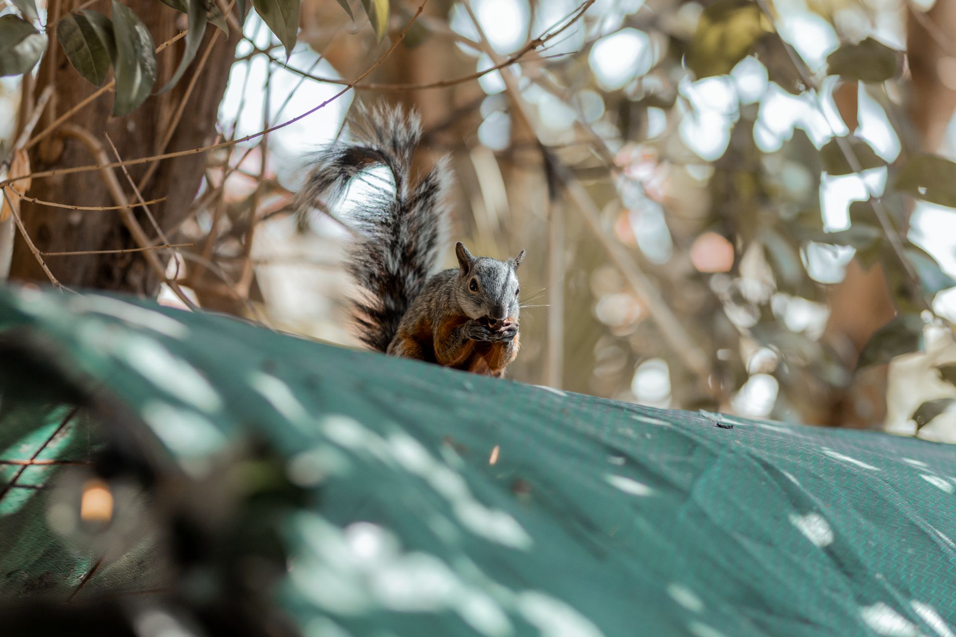 Close-up of a variegated squirrel on a green tent surrounded by forest greenery.