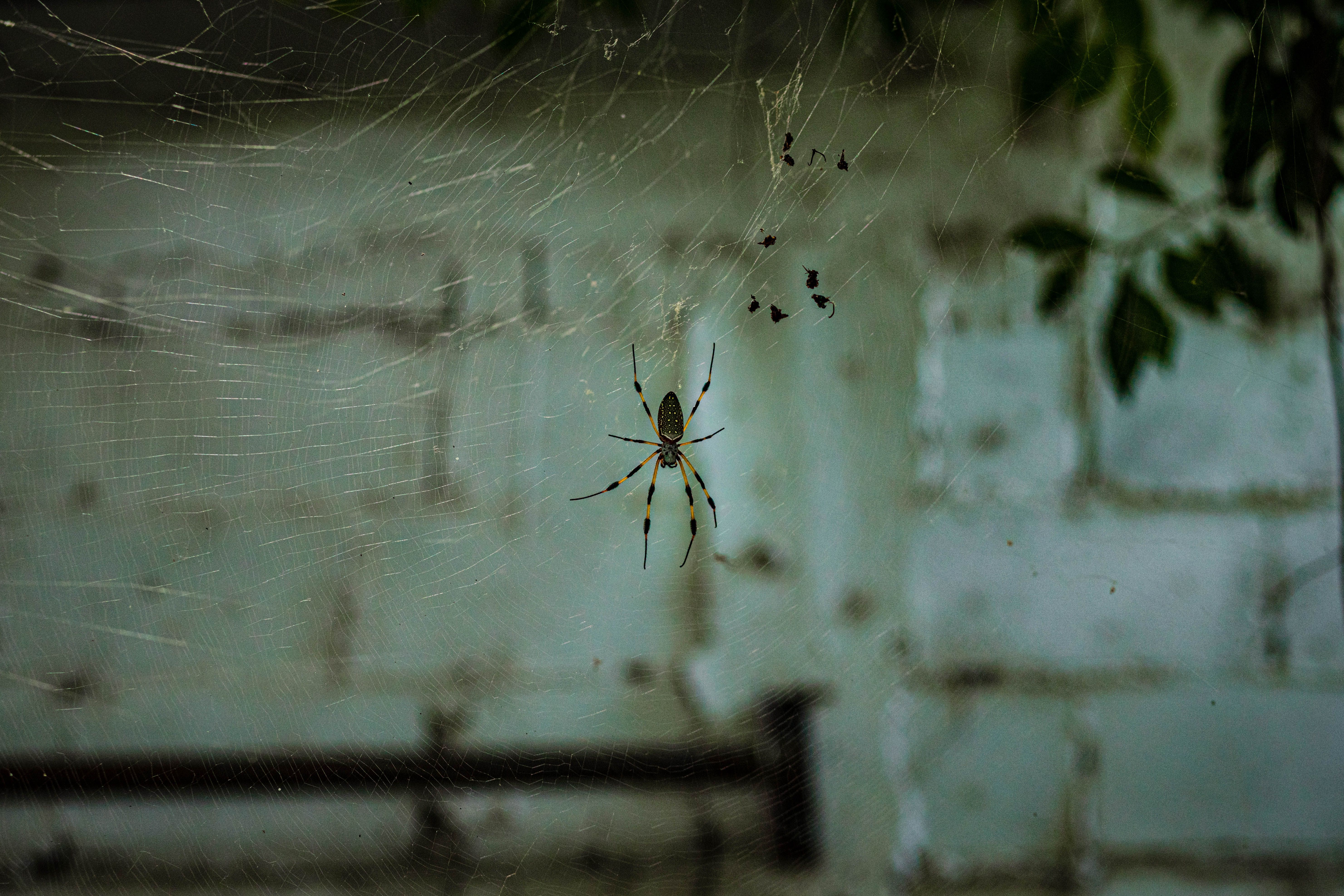 Close-up of a golden silk orb-weaver spider on its web against a blurred background.