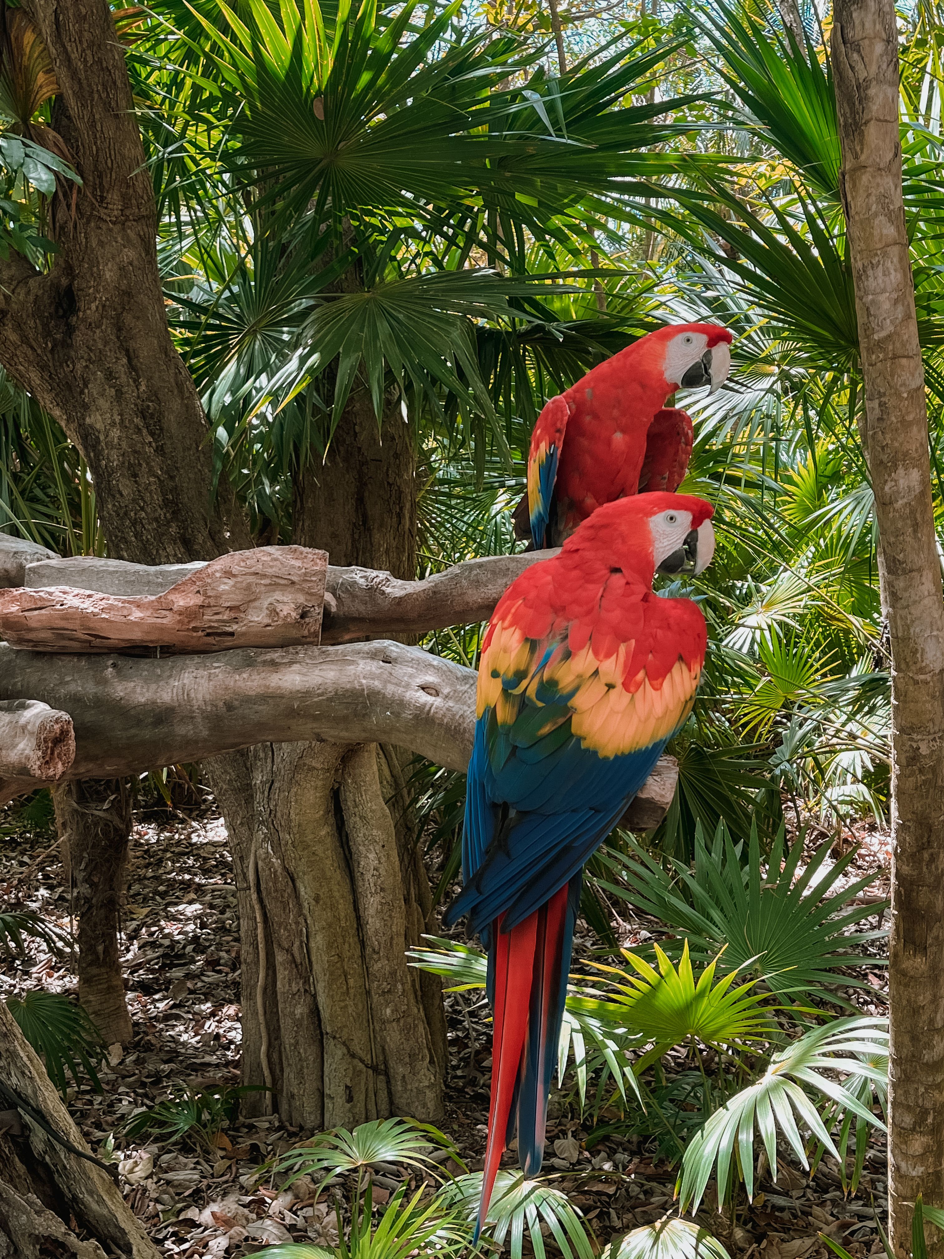 Image showcasing What are the best perches for birds? - Birdful