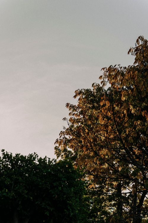 Free Captivating autumn leaves at dawn with rich foliage, perfect nature backdrop. Stock Photo