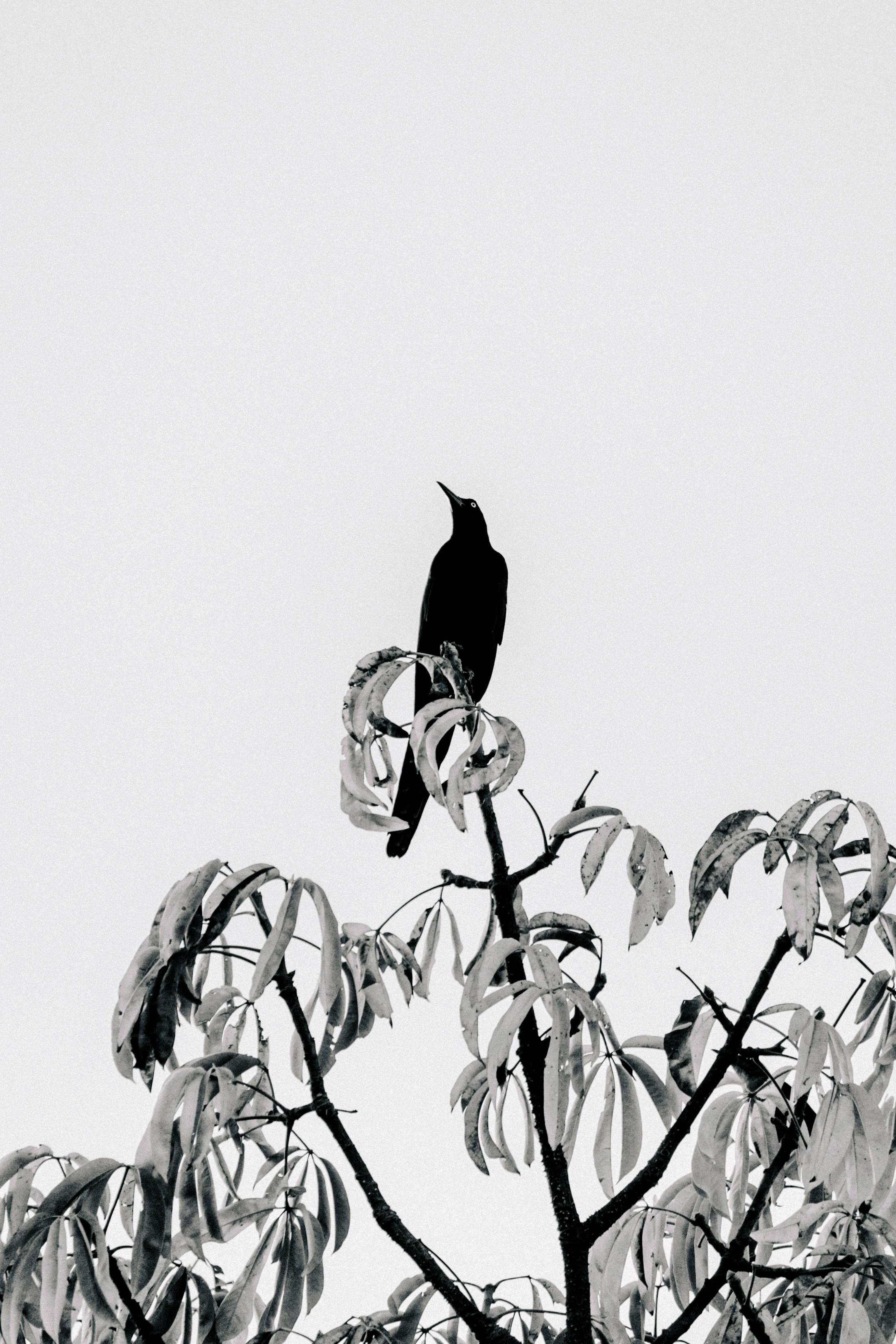 Artistic black and white photo of a blackbird perching on a tree, showcasing nature's simplicity.