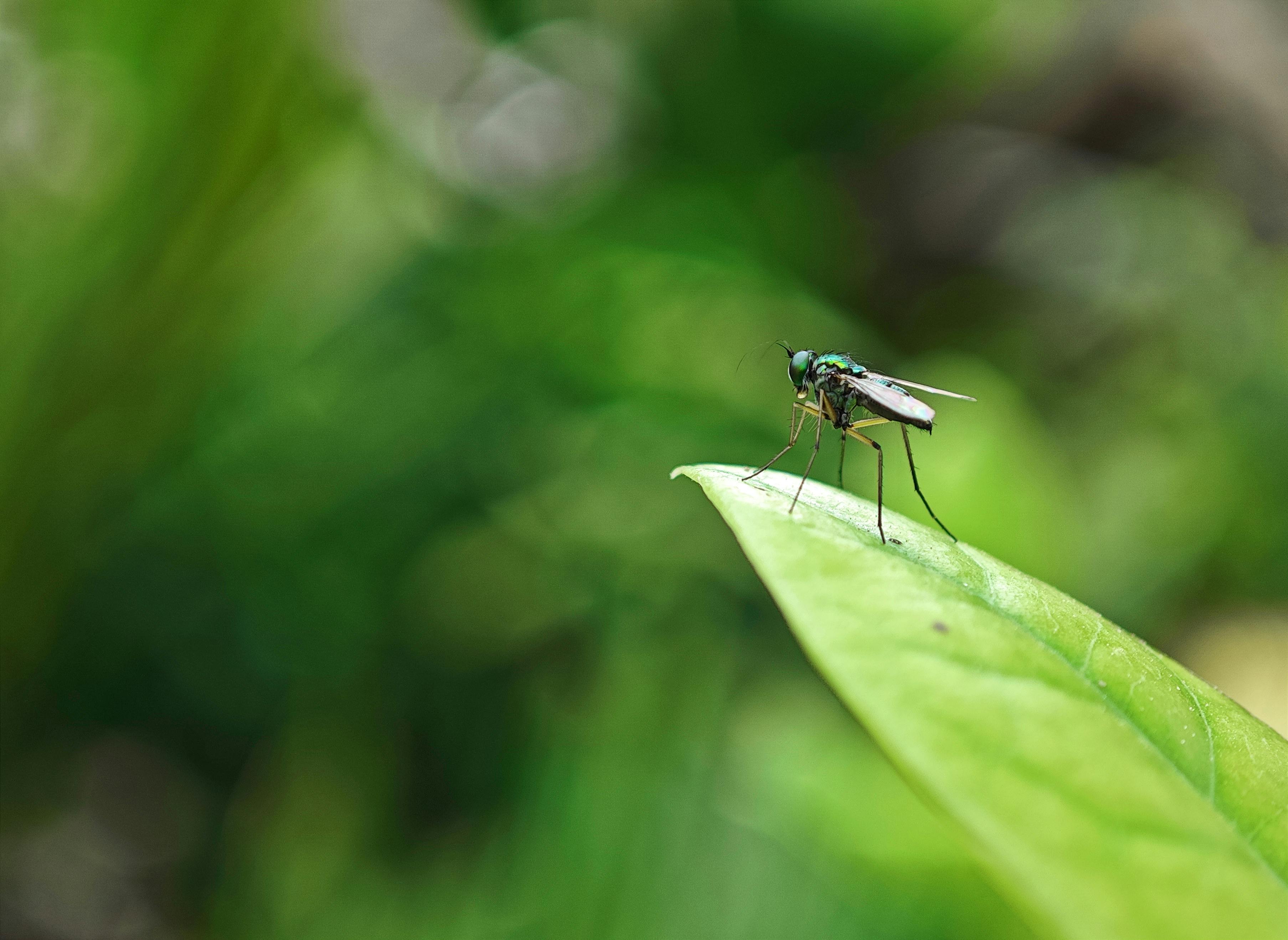 Condylostylus Fly on Green Leaf