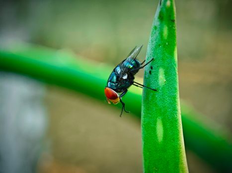 Oriental Blue Fly on a Succulent Leaf Rubbing its Legs