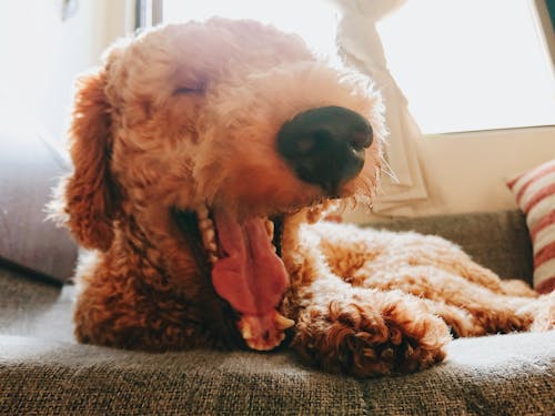 Free stock photo of poodle, sleepy, yawn Stock Photo