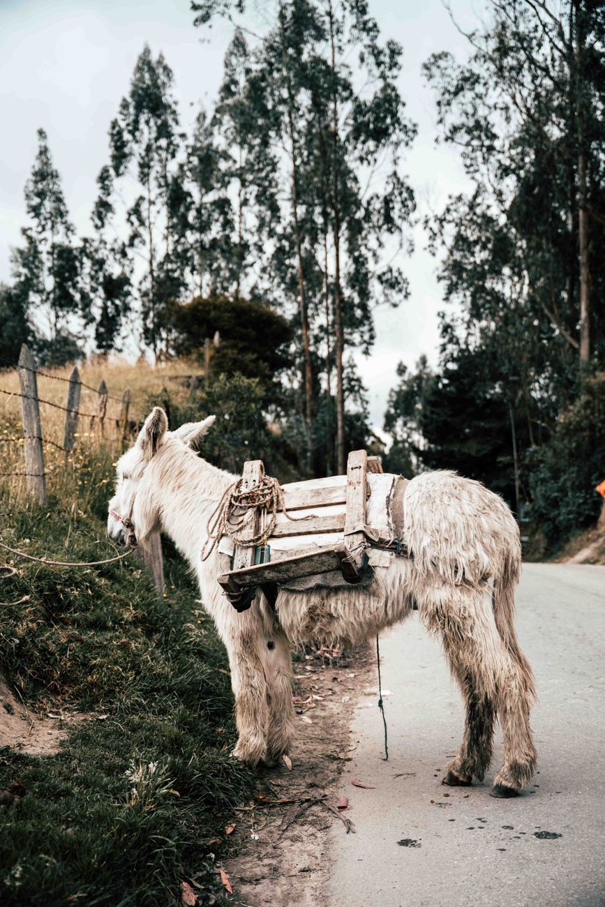 Donkey on the loose injures three in northern Germany near Cuxhaven
