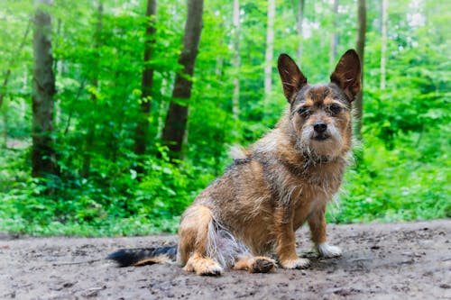 Ilmainen kuvapankkikuva tunnisteilla @outdoor, eläin, epäsiisti