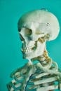 一张绿松石色背景下的人体骨架模型详细图像
