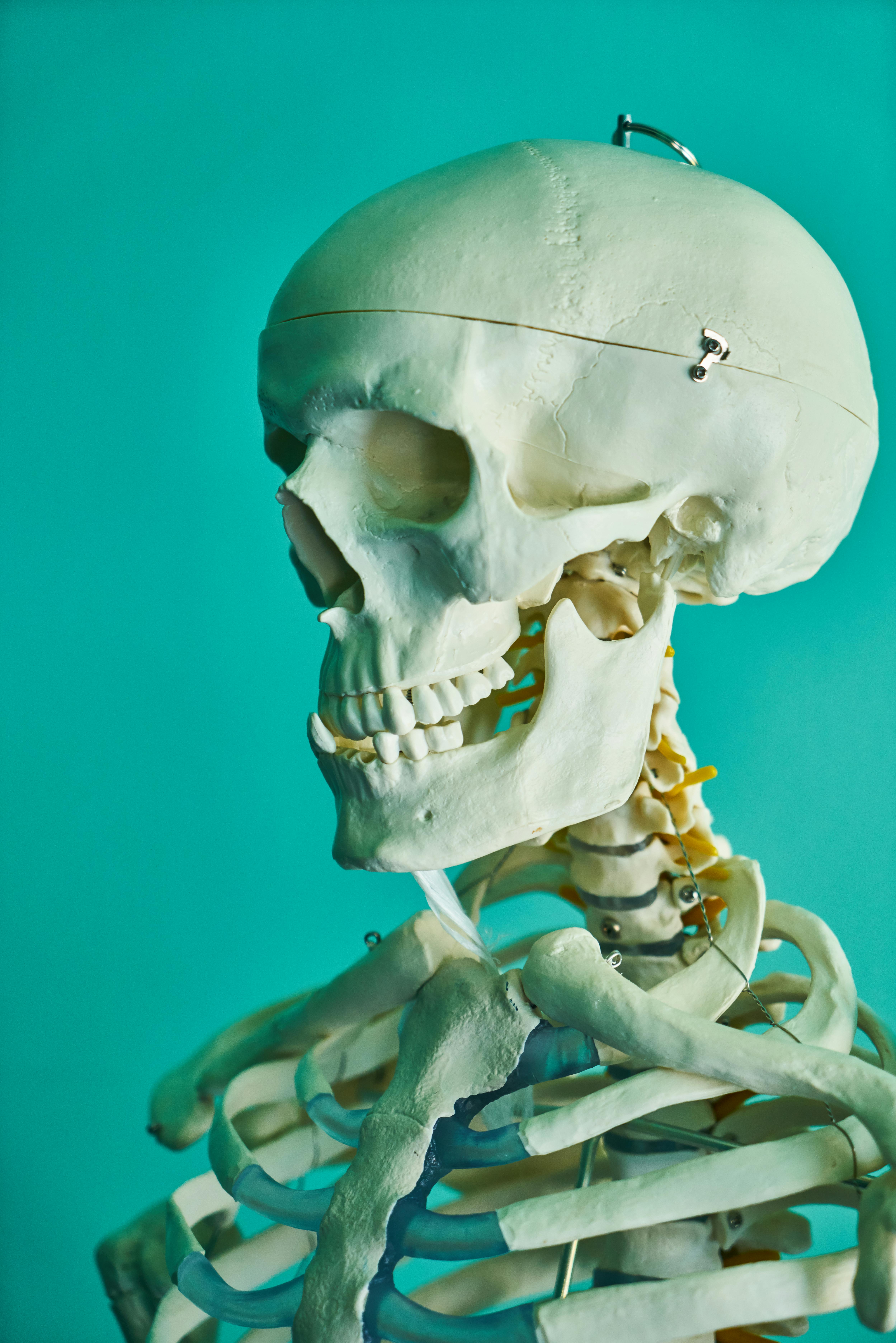 Skeleton Photos, Download The BEST Free Skeleton Stock Photos & HD Images