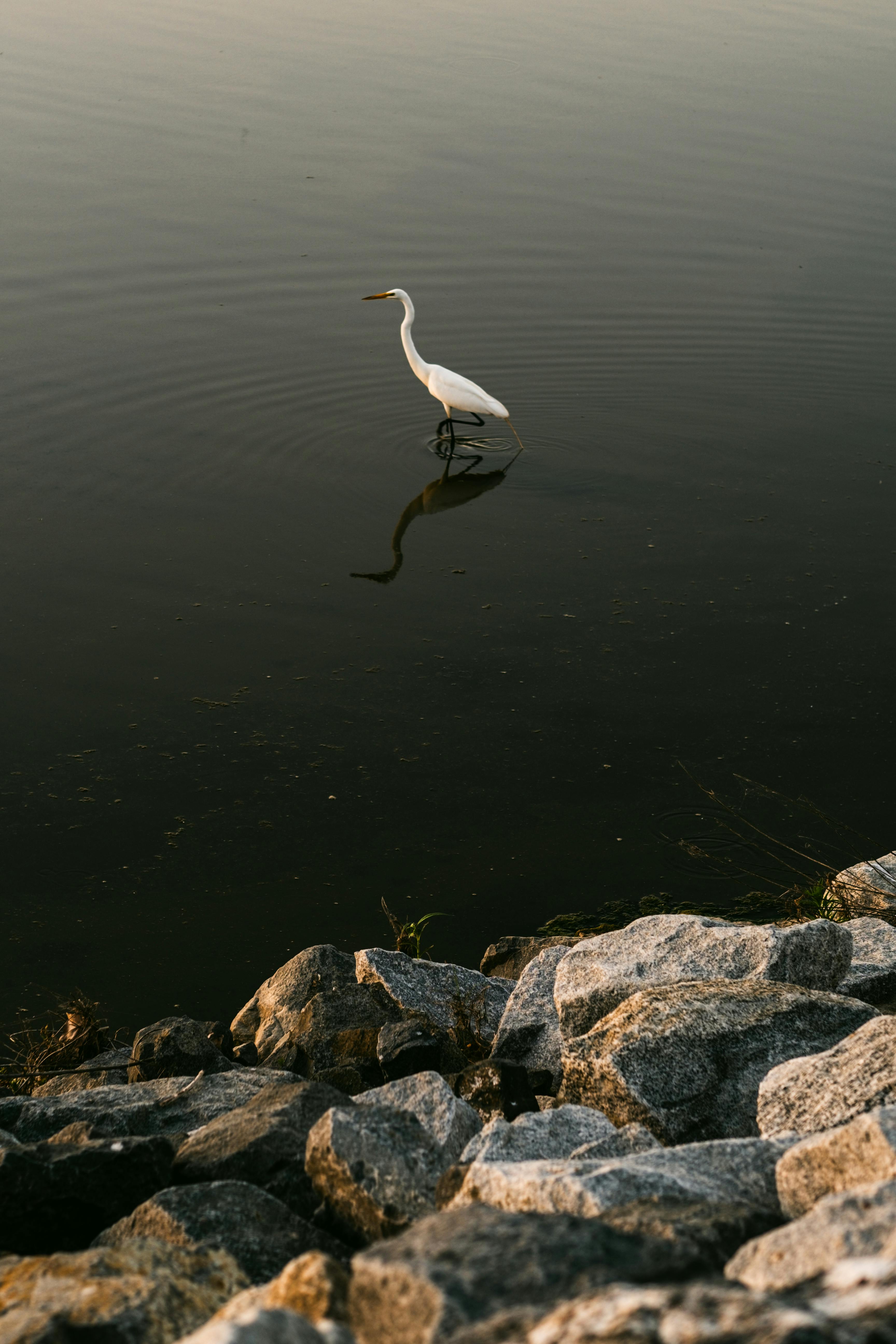 great white egret wading in a lake near a rocky shore