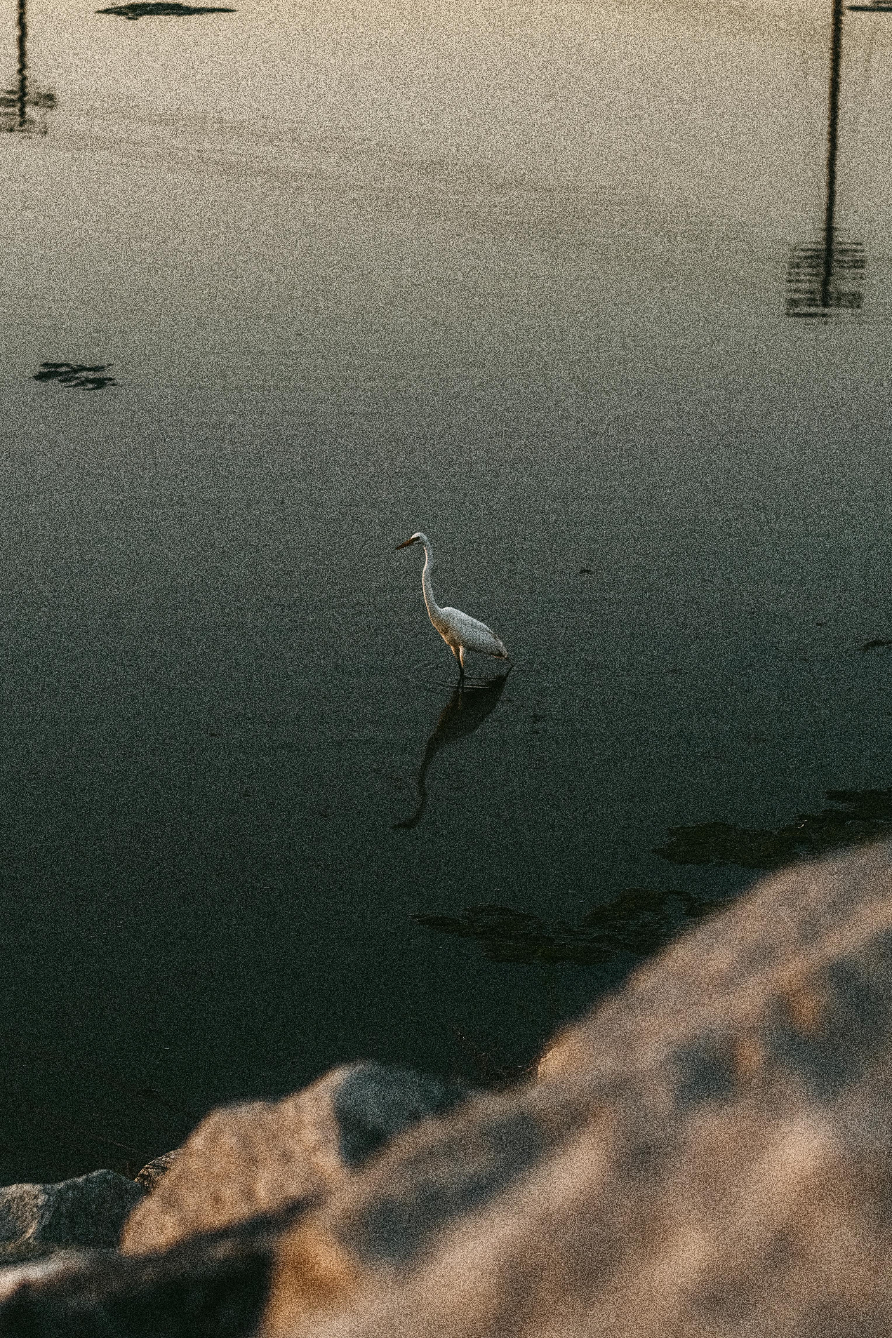 heron in a lake