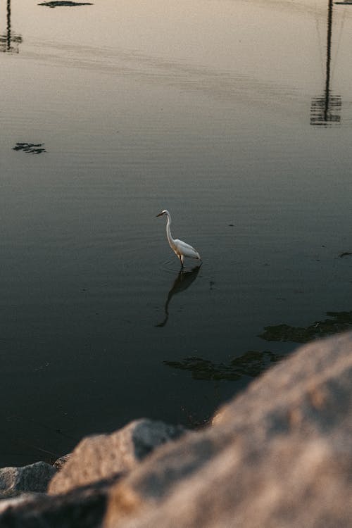 açık hava, bilardo, deniz içeren Ücretsiz stok fotoğraf