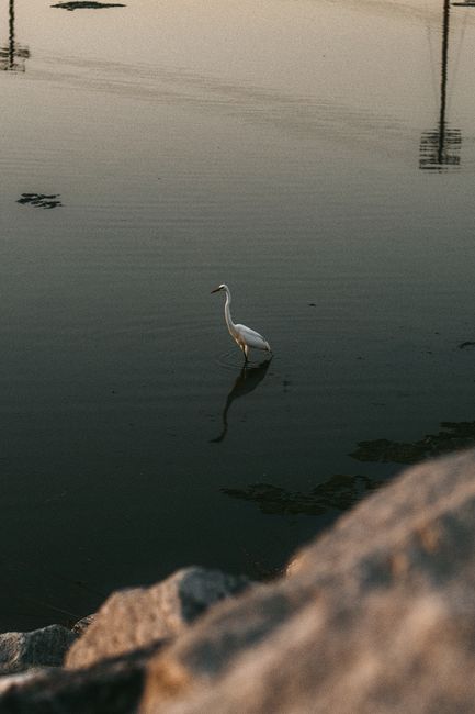 A graceful egret standing in calm waters at dusk, capturing serene wildlife beauty.