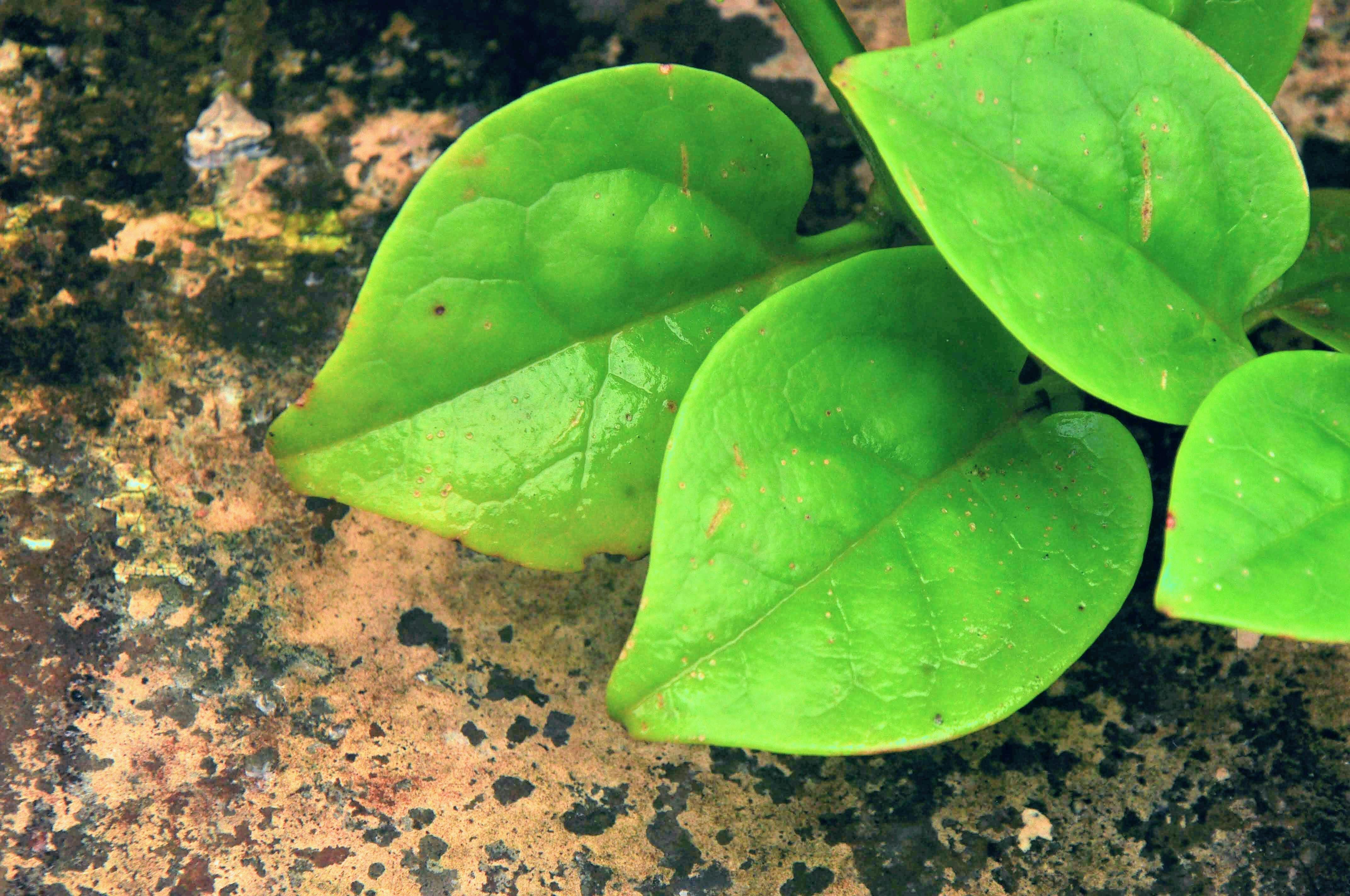 Free stock photo of dark green plants, green, green color