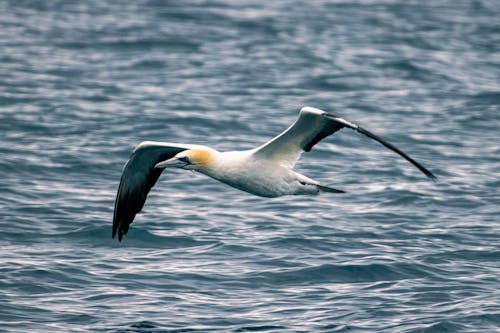 Základová fotografie zdarma na téma auckland, australský, čeření