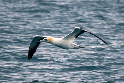 Free A majestic gannet gliding over the water near Auckland, New Zealand. Stock Photo