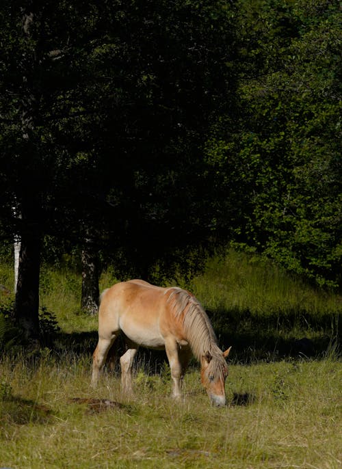 Kostenloses Stock Foto zu bauernhof, draußen, feld