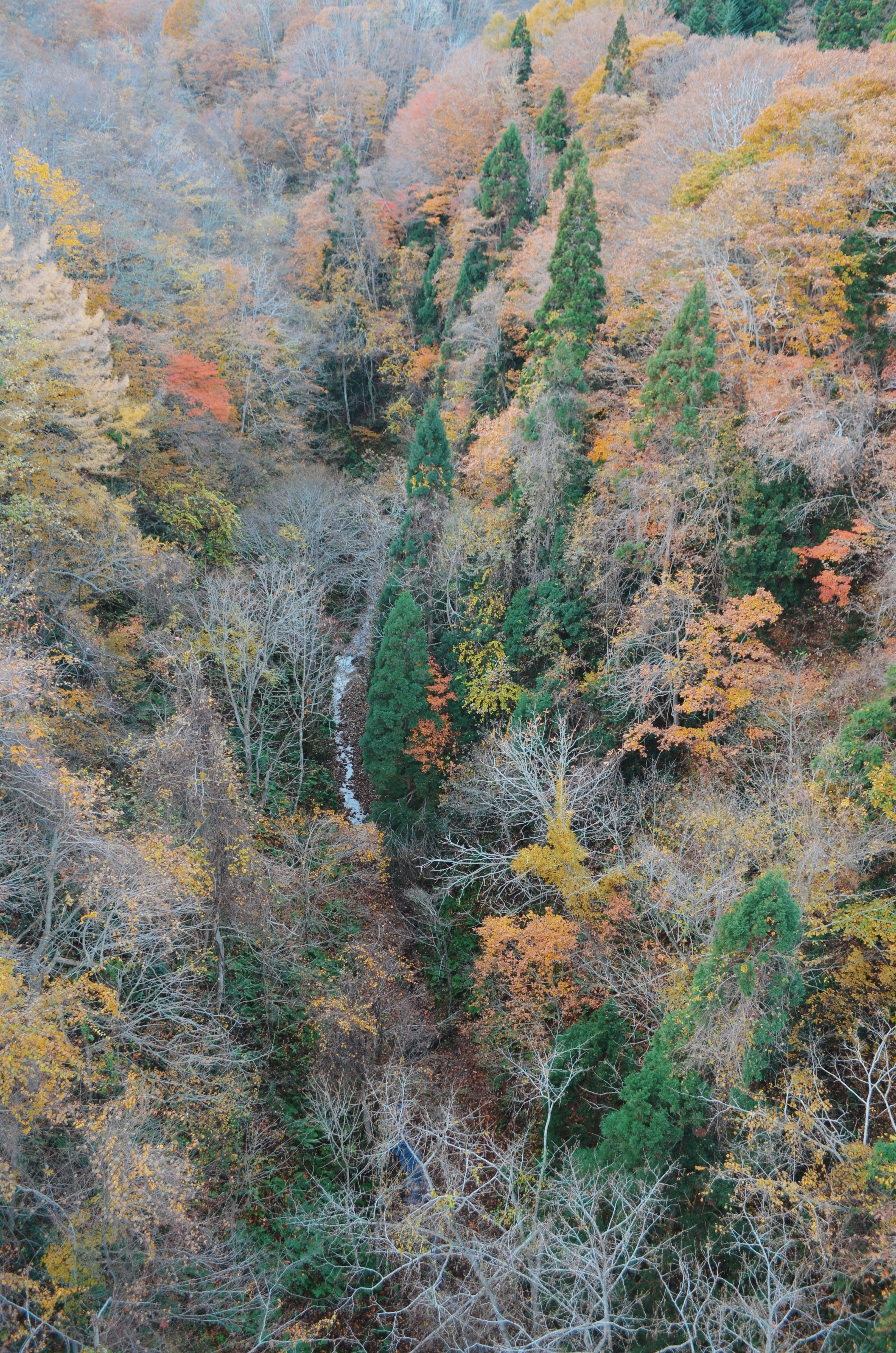 Blossoming Trees on A Rigde Top · Free Stock Photo