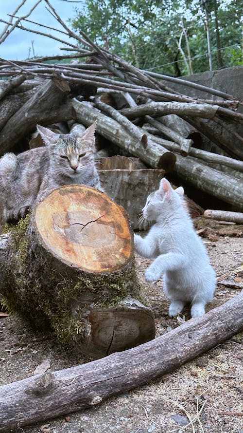 Imagine de stoc gratuită din felină mare, pisică albă, pisica alba si portocala