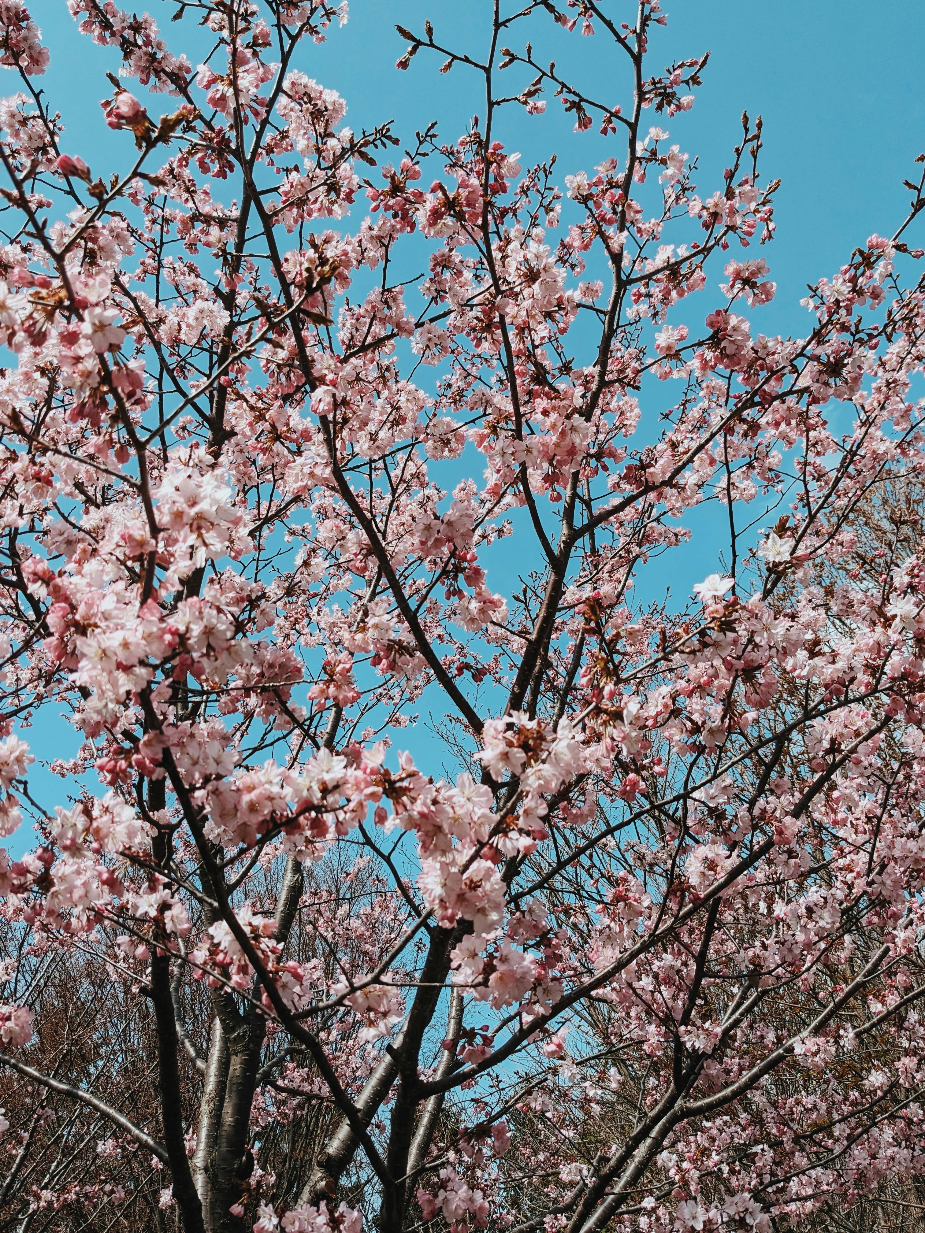Cherry blossoms in full bloom against a blue sky in Hakodate, Japan. A perfect springtime scene.