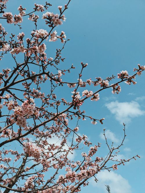 Free Beautiful cherry blossoms in full bloom against a clear blue sky in Hakodate, Japan. Stock Photo