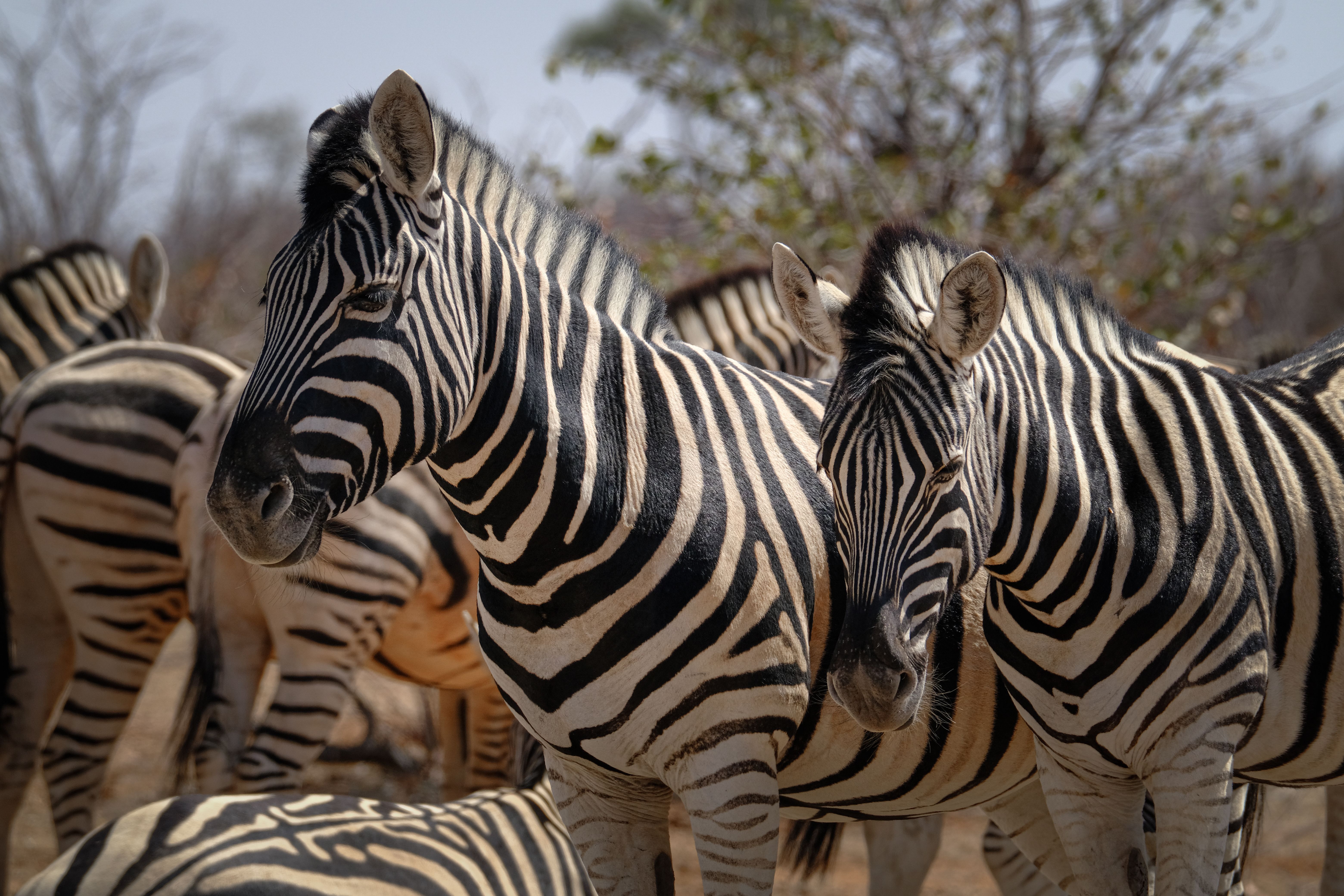 zebras left africa