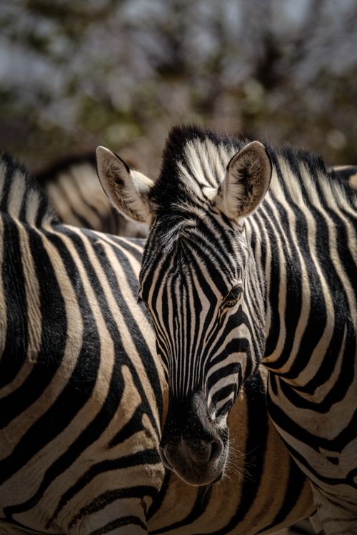 Free Stunning close-up of a zebra in its natural habitat, showcasing its unique stripes and serene expression. Stock Photo