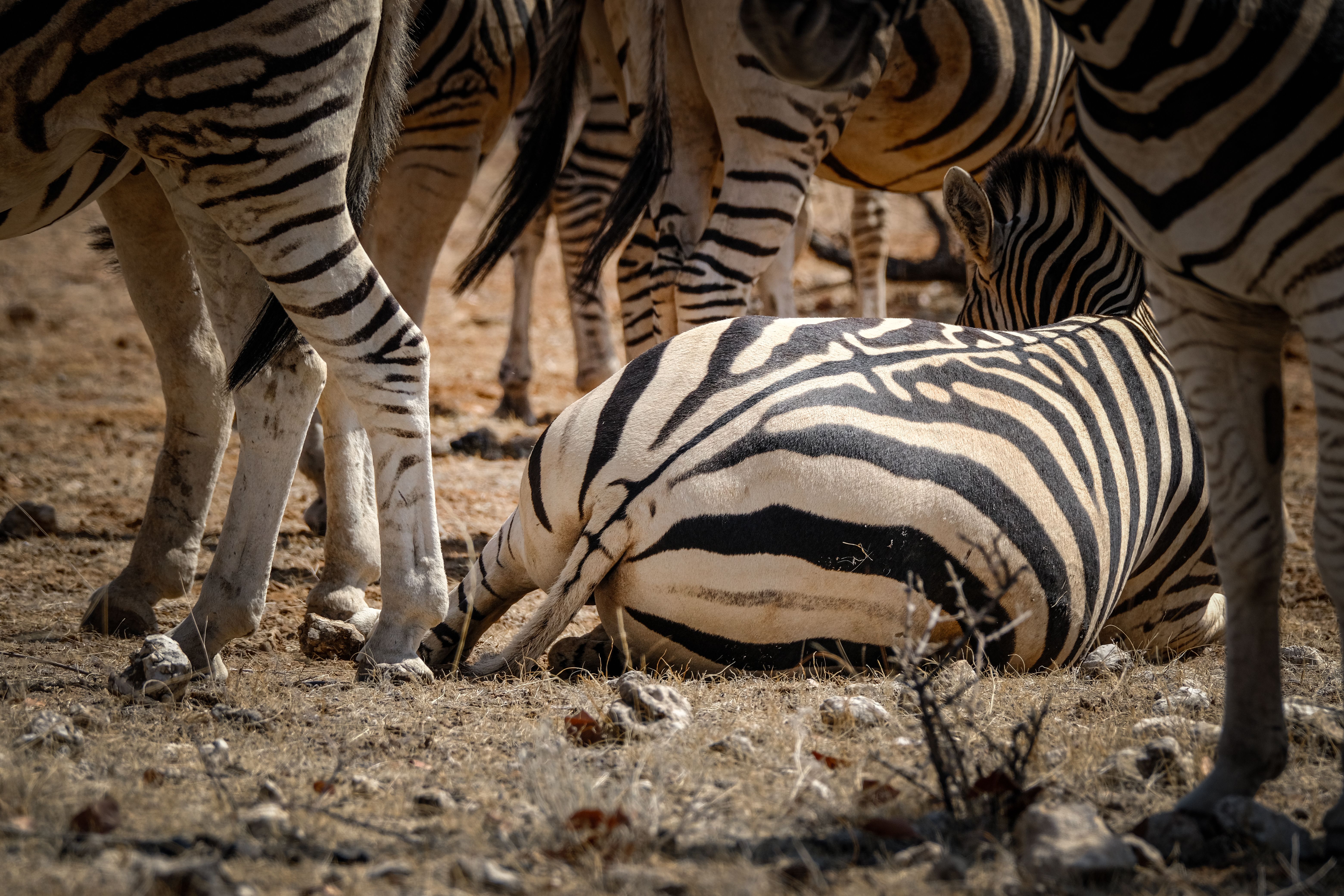 A group of zebras standing around a dead zebra · Free Stock Photo