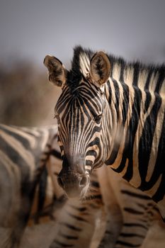 Wildlife photos