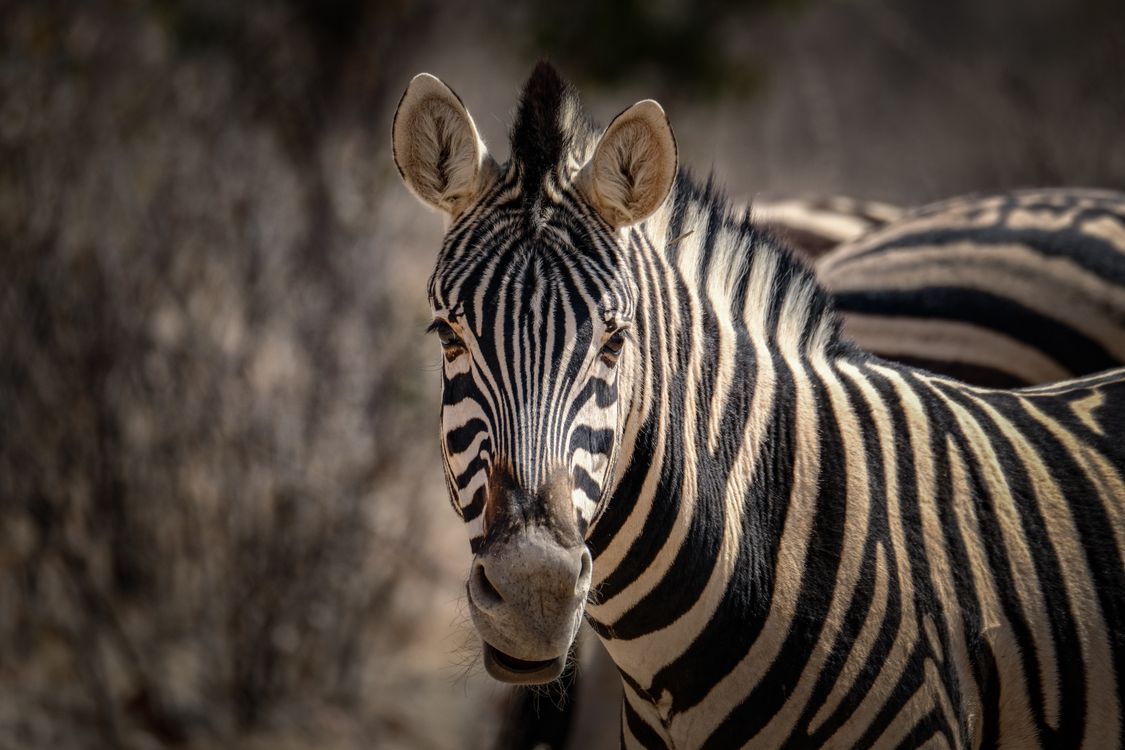 Zebra Posing Zebra in Nature · Free Stock Photo
