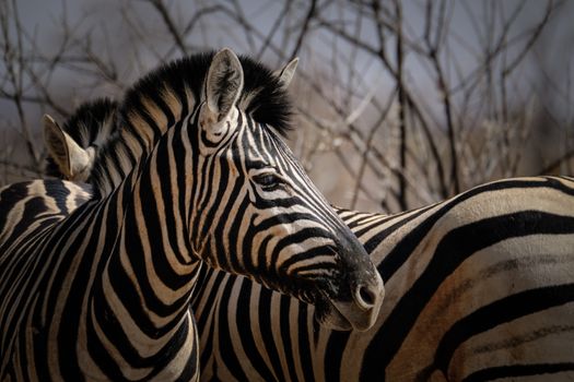 A striking portrait of zebras displaying their distinctive black and white stripes in a serene safari setting.