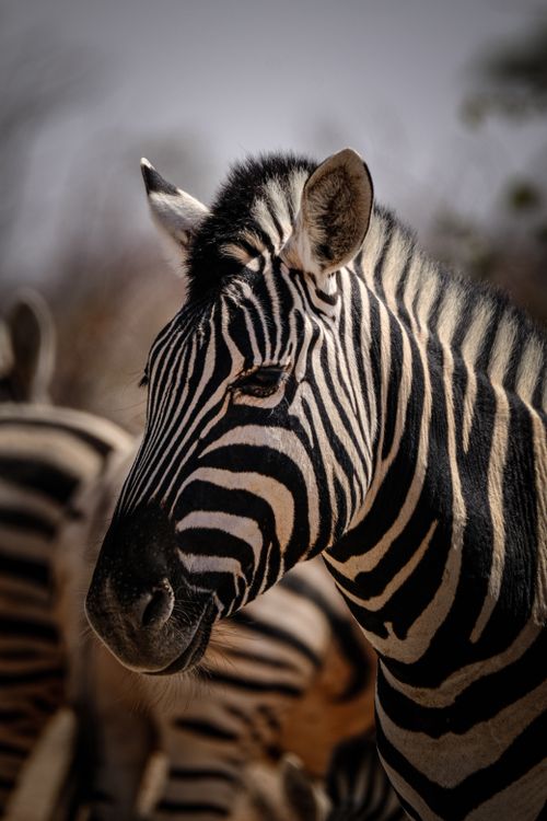 Free Detailed portrait of a majestic zebra with focus on its striking striped pattern. Stock Photo