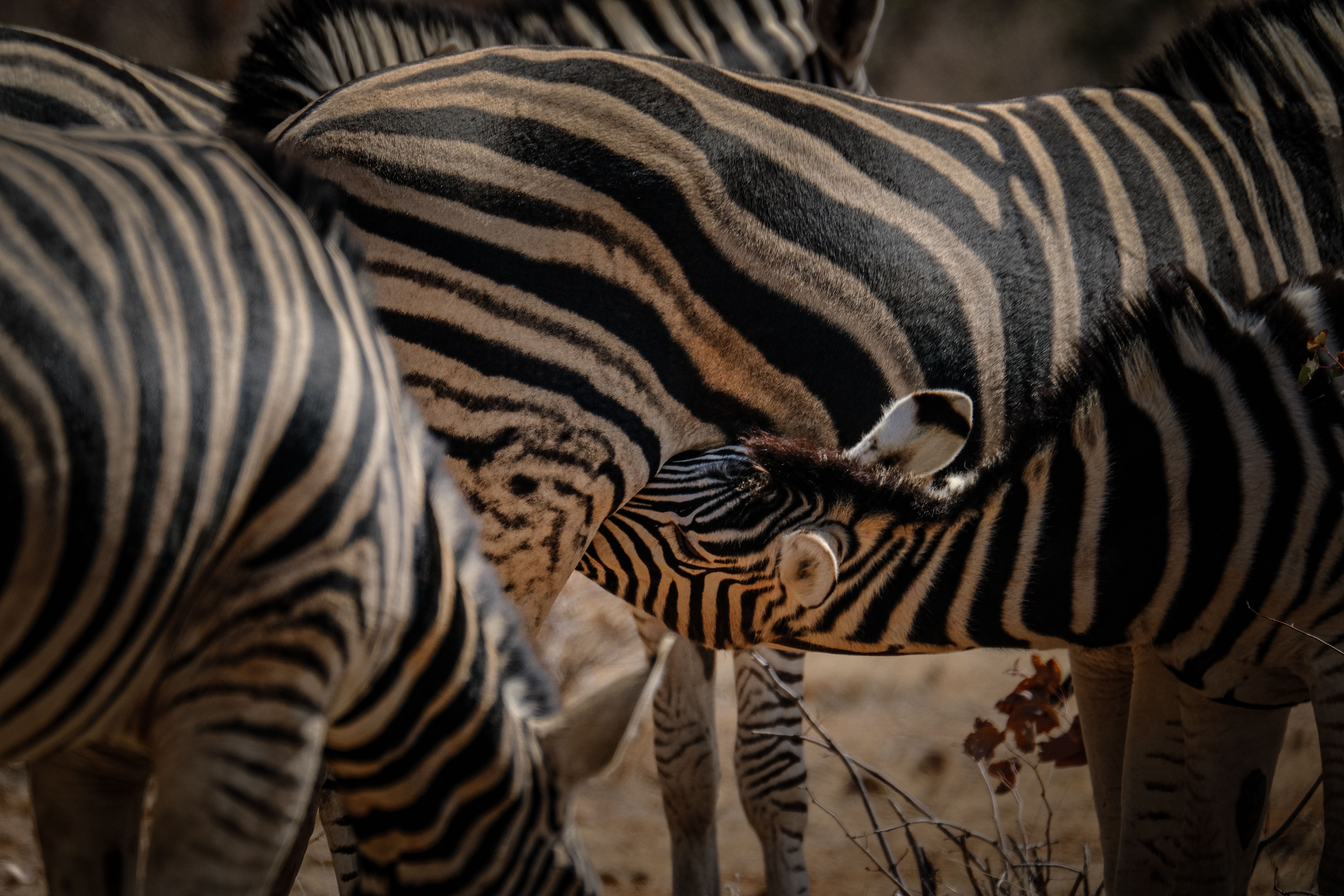 A group of zebras standing together in the wild · Free Stock Photo