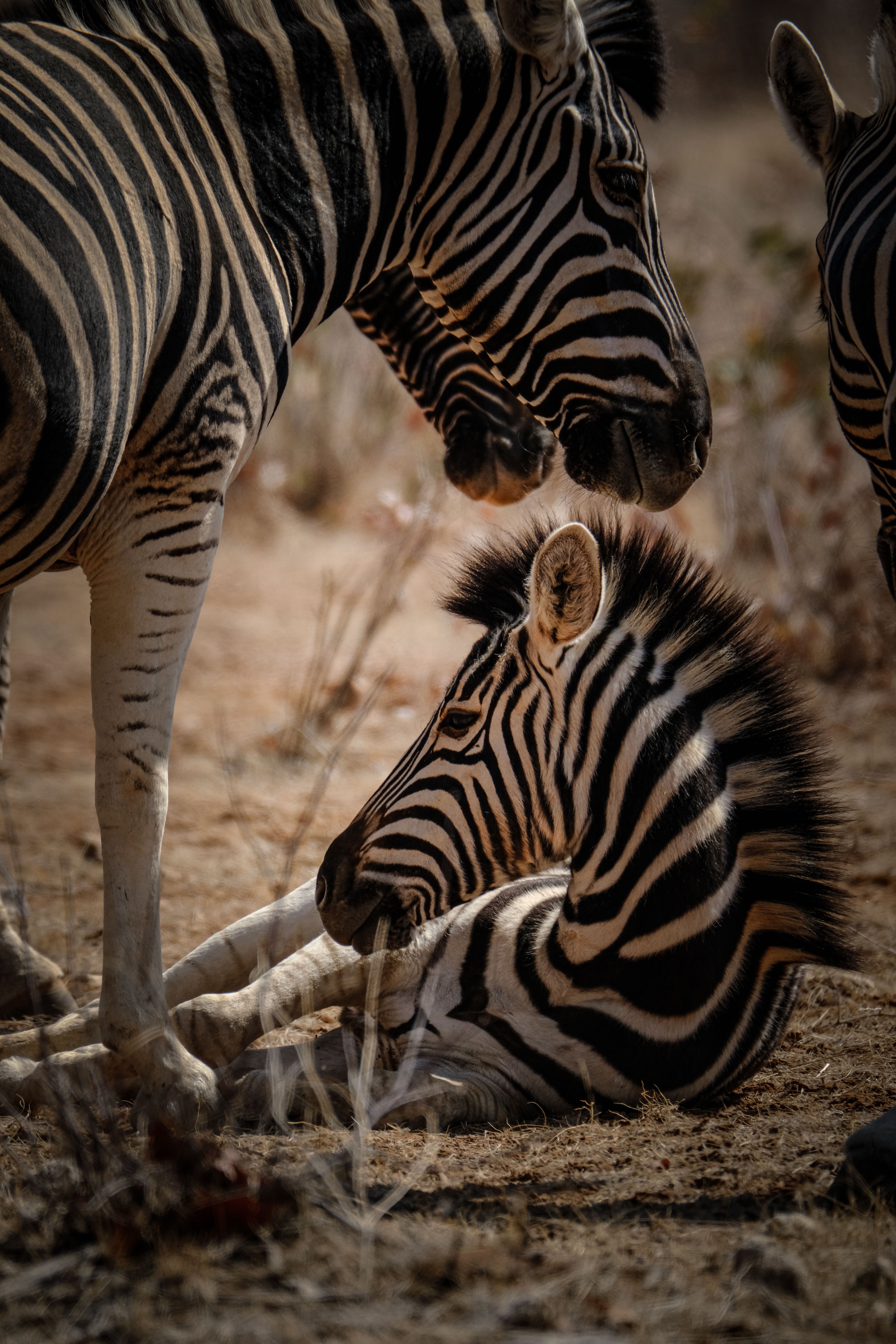 A serene scene of zebras resting in the dry savanna, showcasing their distinctive stripes.