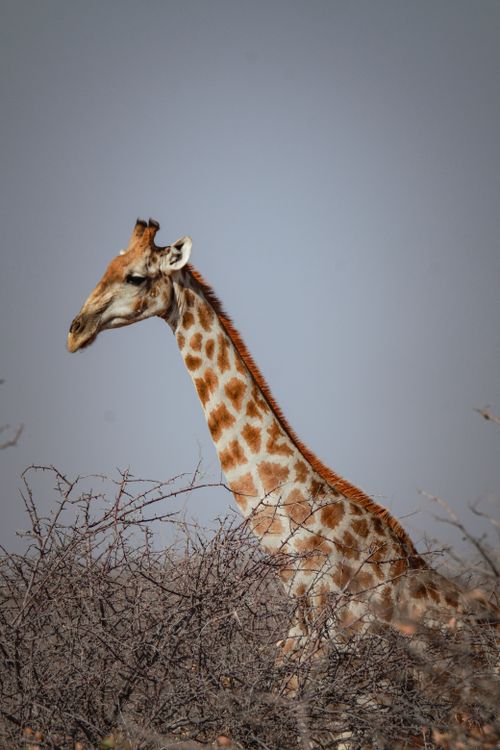 Free Side view of a giraffe among dry bushes in the African savannah, showcasing its long neck. Stock Photo