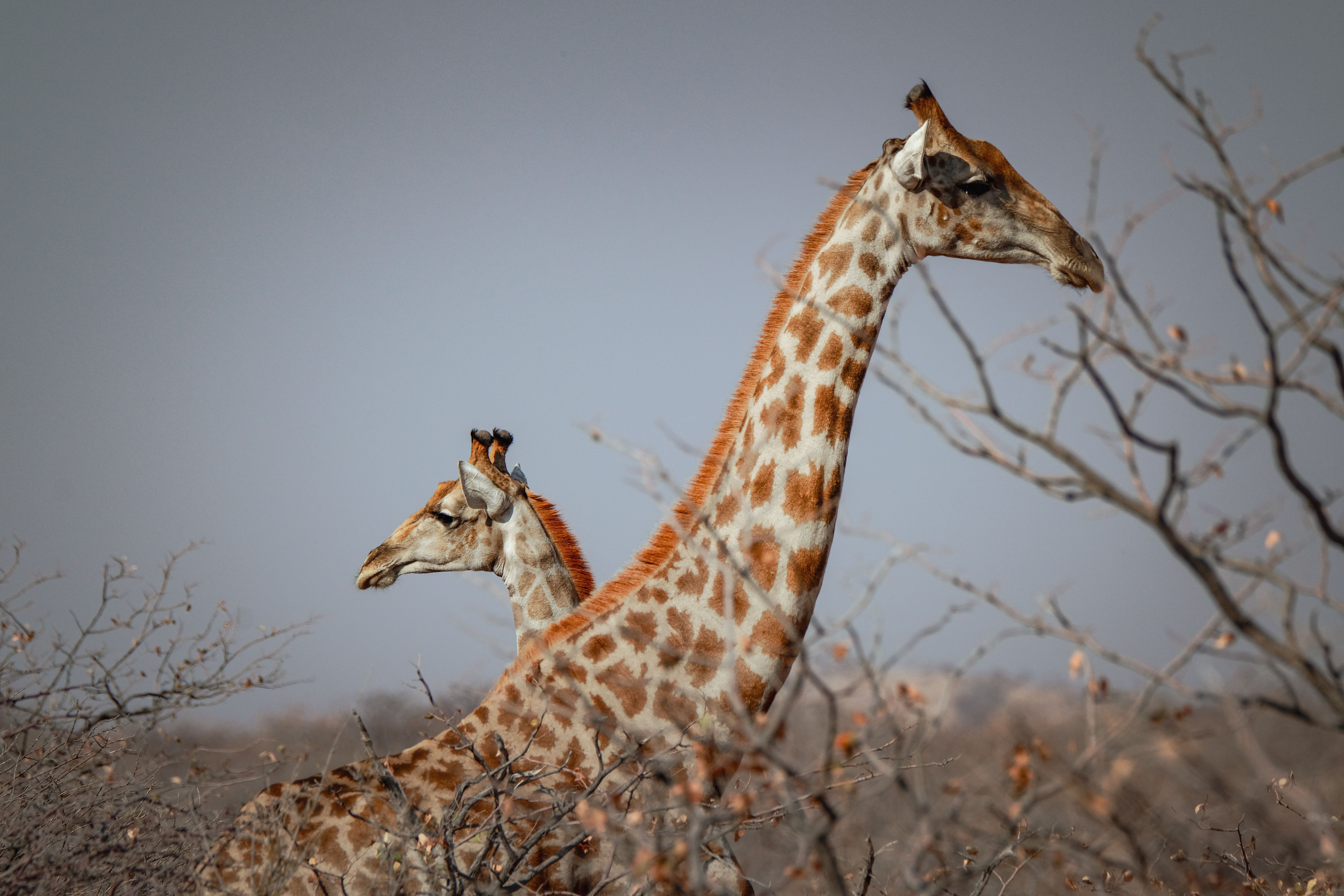 Does a giraffe make a noise? - The Institute for Environmental Research ...