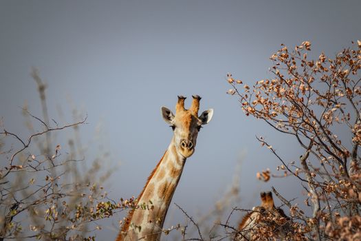 A giraffe peeks through dry branches in the savannah, highlighting wildlife in its natural habitat.