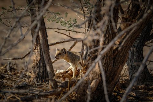 Free A yellow mongoose cautiously hiding among trees in a natural setting, showcasing wildlife behavior. Stock Photo