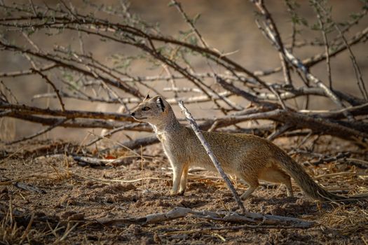 A yellow mongoose (Cynictis penicillata) standing alert in a savannah landscape.
