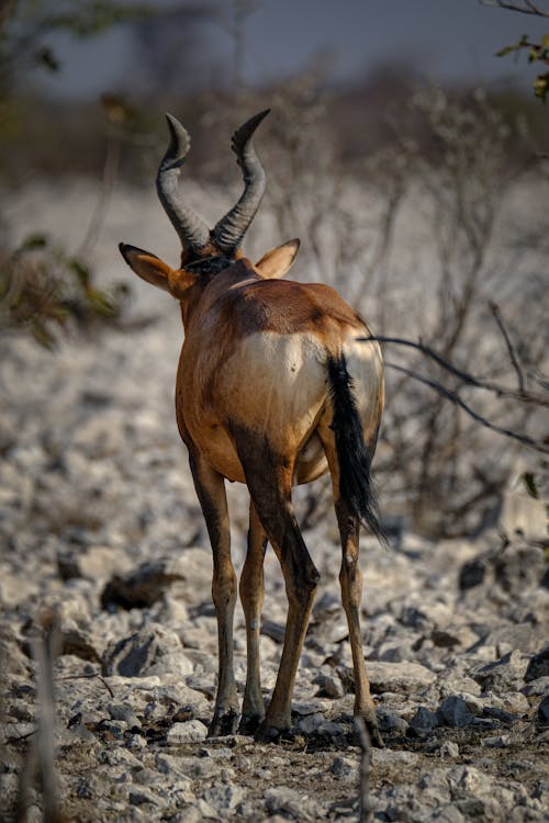 Photos gratuites de alerte, animal, antilope