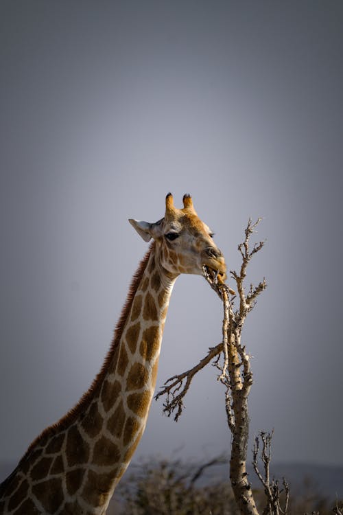 Fotos de stock gratuitas de al aire libre, animal, bárbaro