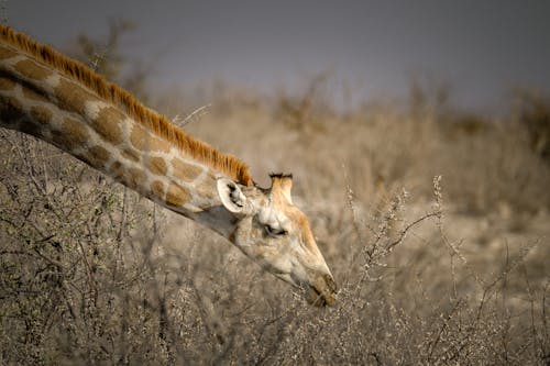 Ingyenes stockfotó állat, álló kép, antilop témában